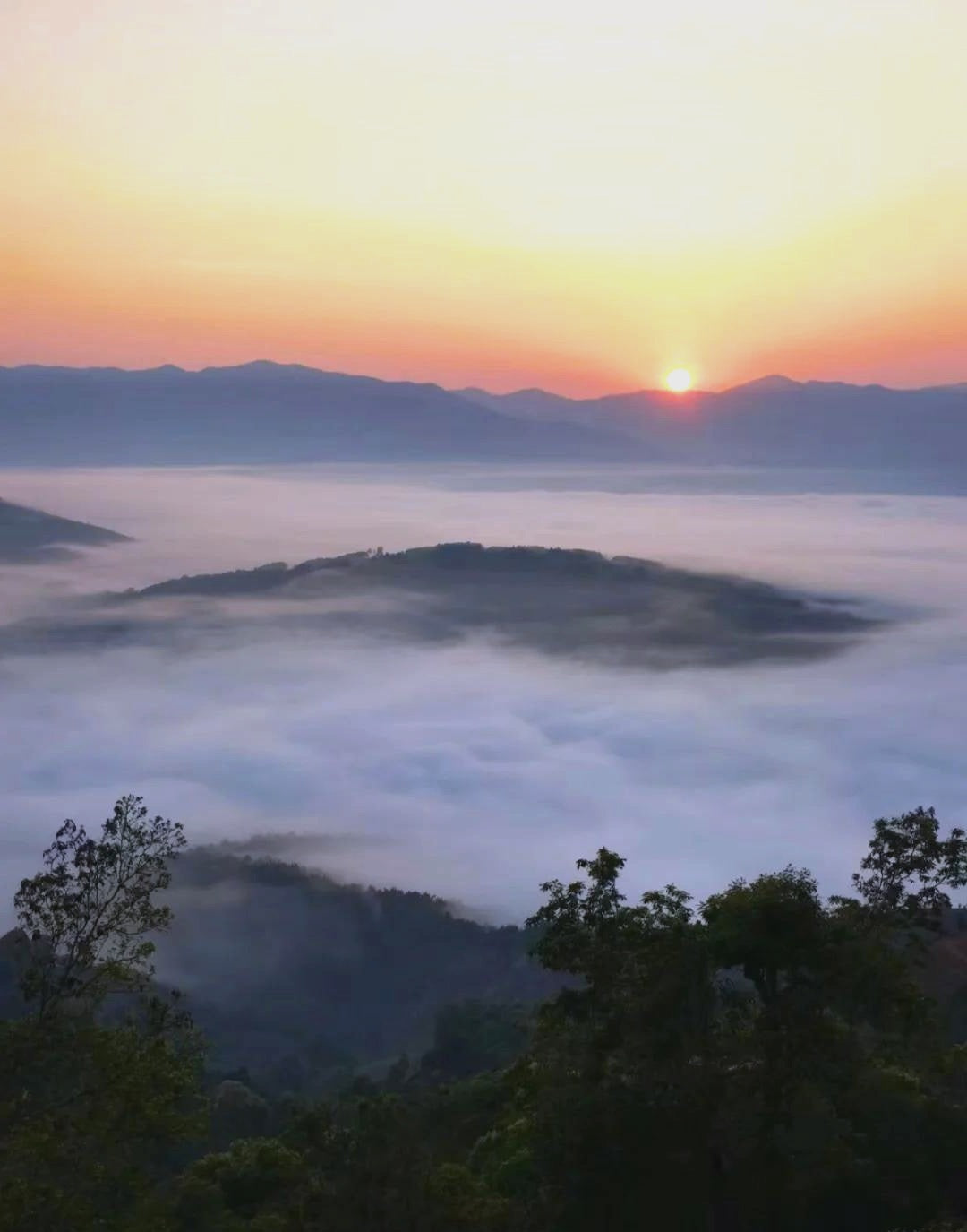 Titel: "Tee-Wissen" oder "Fairy Leaves Blog