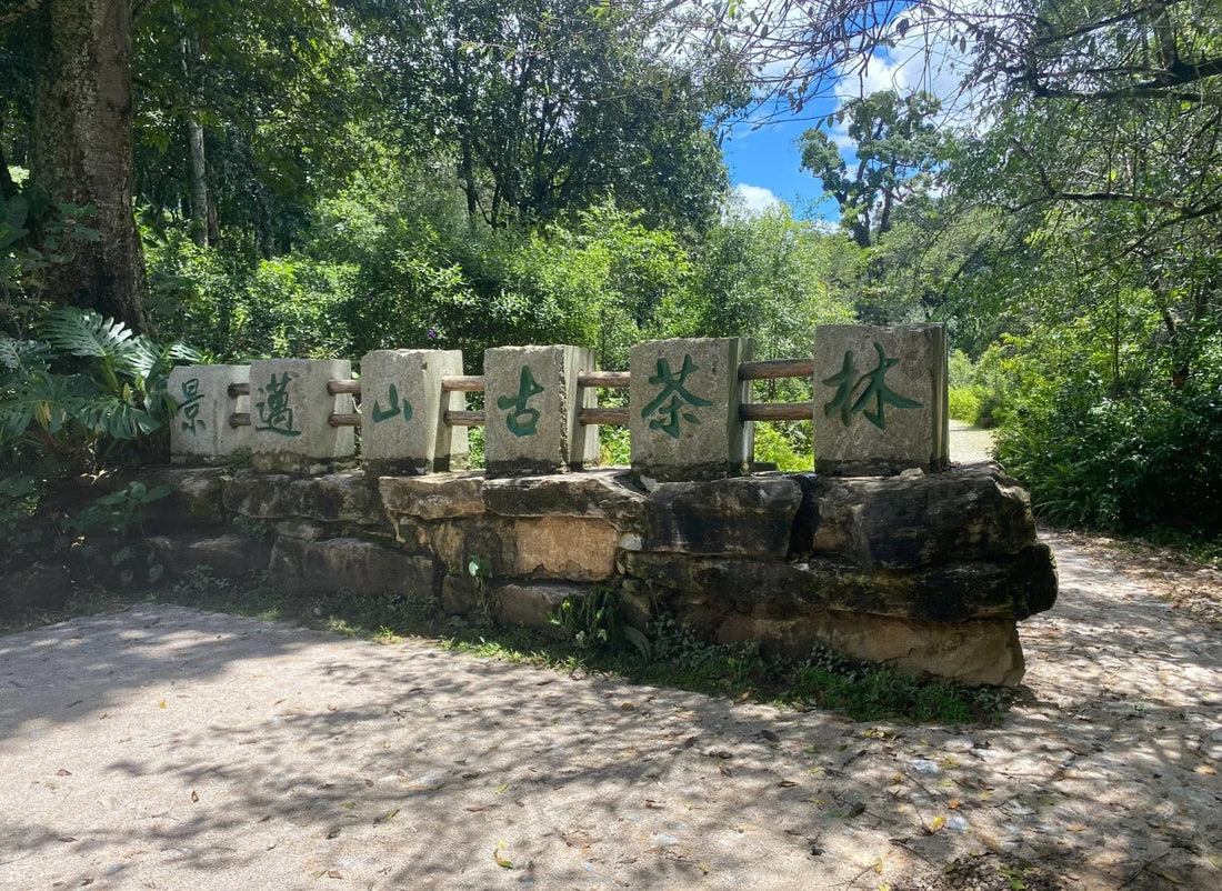 Jingmai · Reise zu den uralten Teewäldern Yunnans